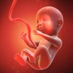 ilustrasi-janin-3_169