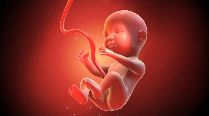 ilustrasi-janin-3_169