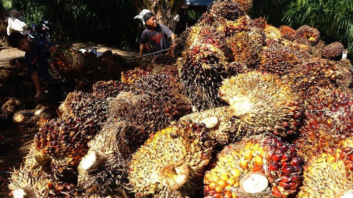 harga-tbs-kelapa-sawit-naik-1_169